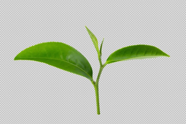 Feuille de thé vert isolée sur fond alpha