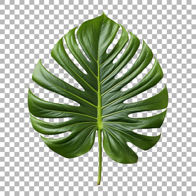 PSD une feuille tropicale sur un fond transparent