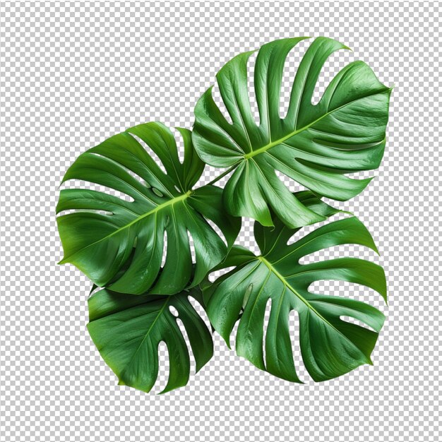 PSD feuille tropicale isolée de monstera deliciosa