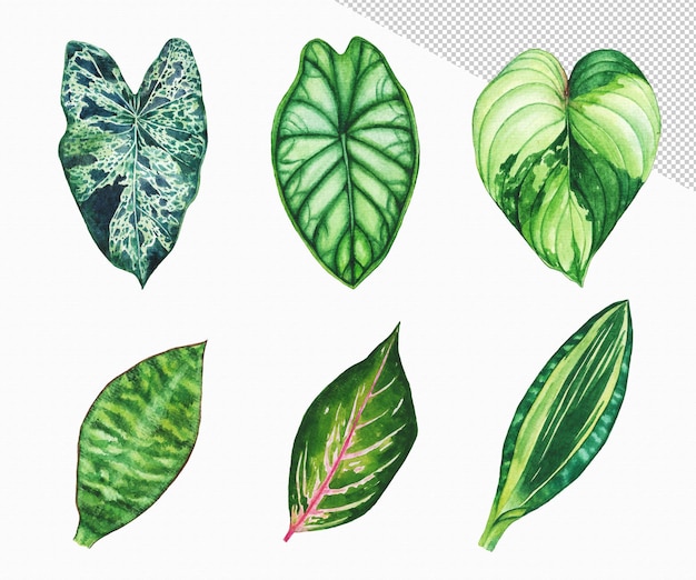 Feuille Tropicale Peinte à L'aquarelle Feuille Verte Dessinée à La Main