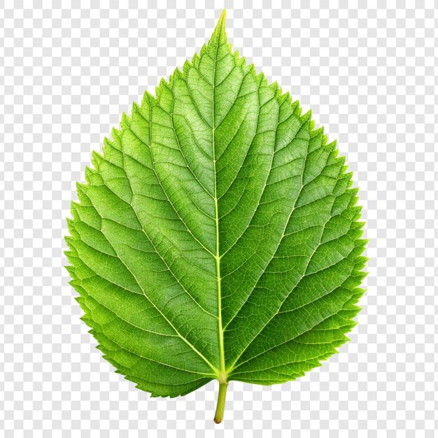 Une feuille verte sur un fond transparent