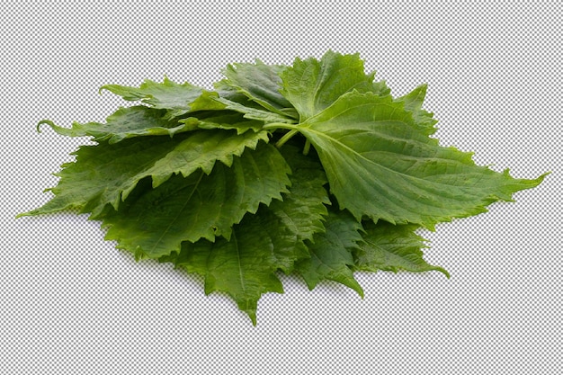 Feuille verte fraîche de Shiso ou d'Oba isolée sur un fond alpha