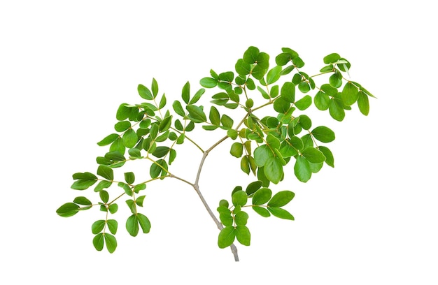 feuille verte isolée Premium PSD