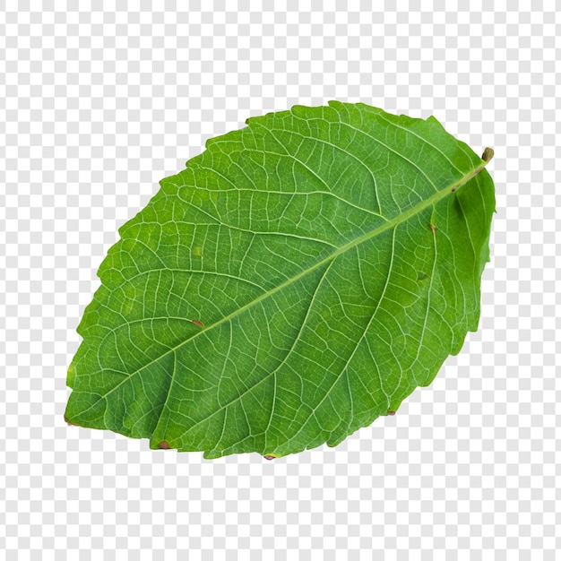 feuille verte isolée sur transparent