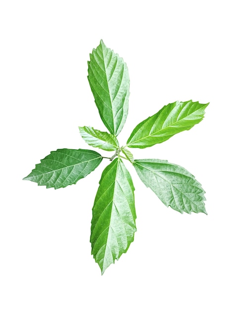 PSD une feuille verte avec quatre feuilles sur fond blanc feuille verte plante eco nature branche d'arbre