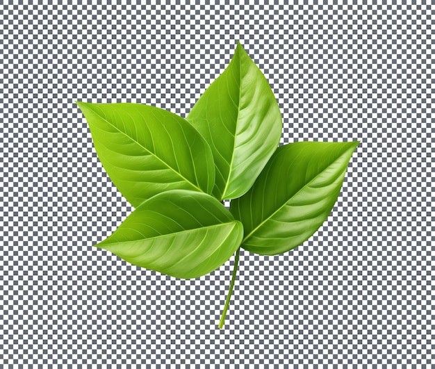 Feuille de vinca verte fraîche isolée sur un fond transparent