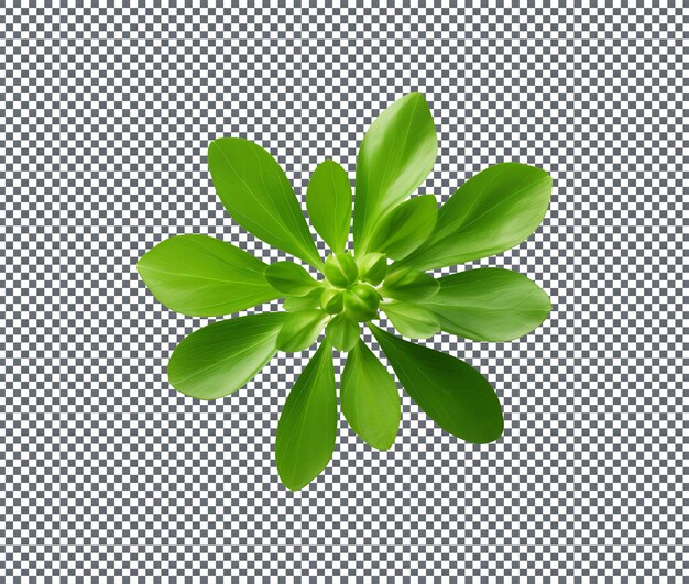 Feuille de woodruff vert doux fraîche isolée sur fond transparent