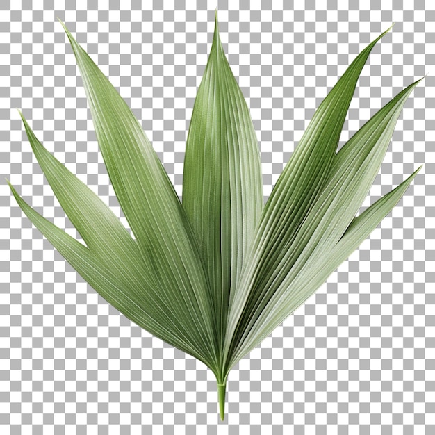 PSD une feuille de yucca sur un fond transparent