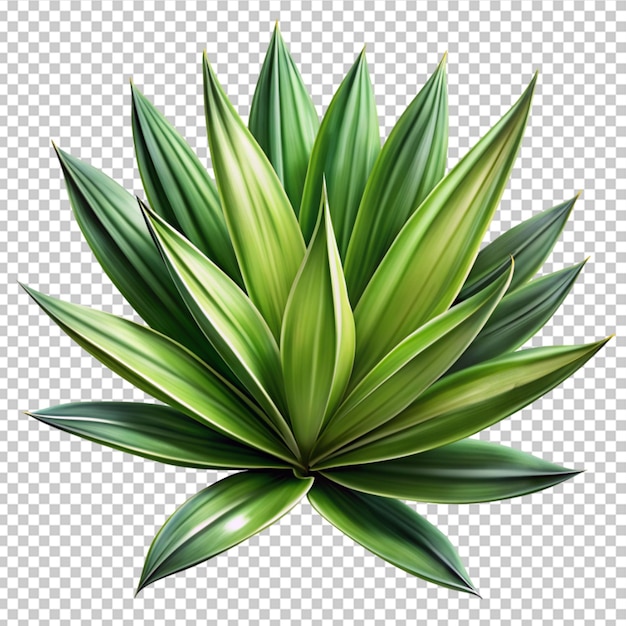 PSD feuille de yucca verte fraîche