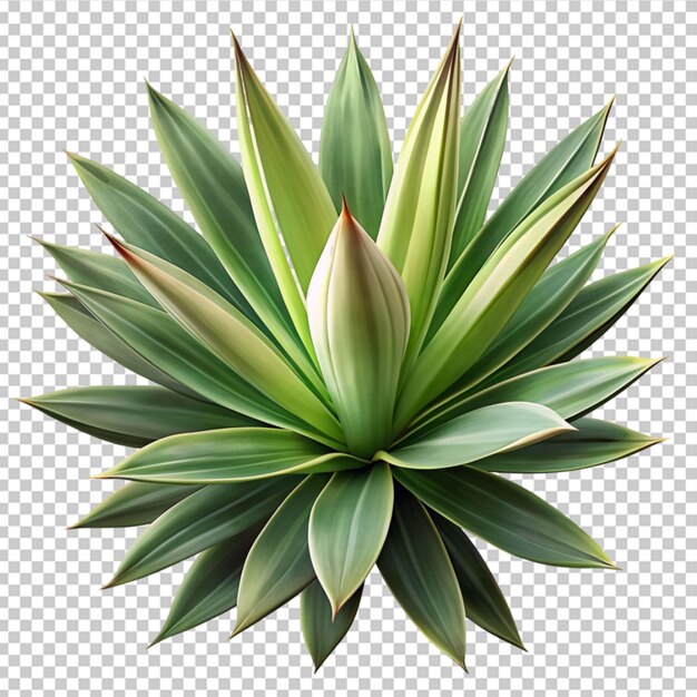 PSD feuille de yucca verte fraîche