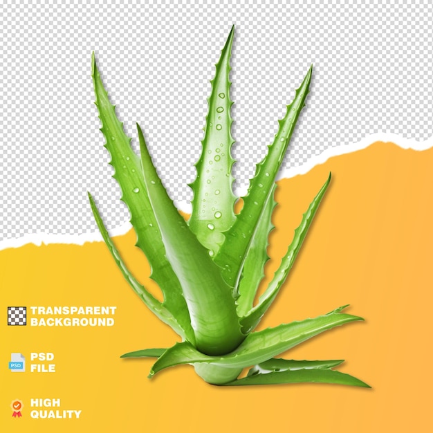 PSD feuilles d'aloe vera vertes fraîches sur fond transparent psd