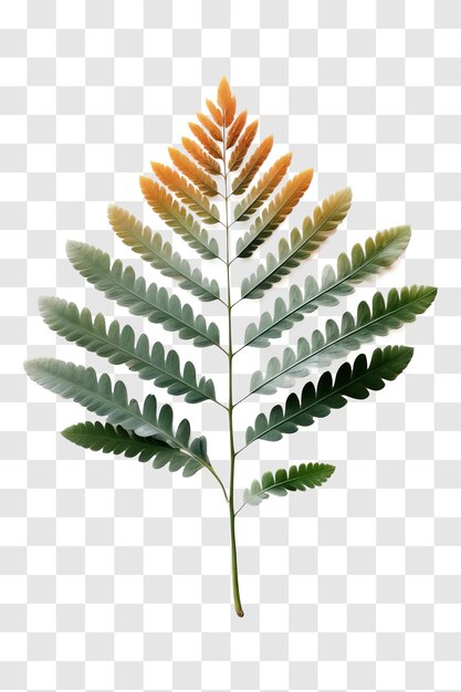 PSD des feuilles d'arbre isolées sur un fond transparent png psd