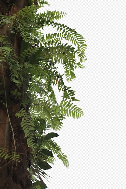 Feuilles D'arbres Tropicaux Et Premier Plan De Branche Isolé