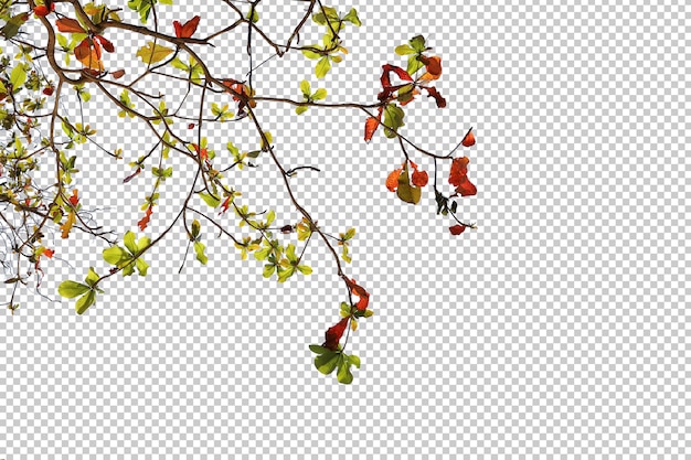 PSD feuilles d'arbres tropicaux et premier plan de branche isolé