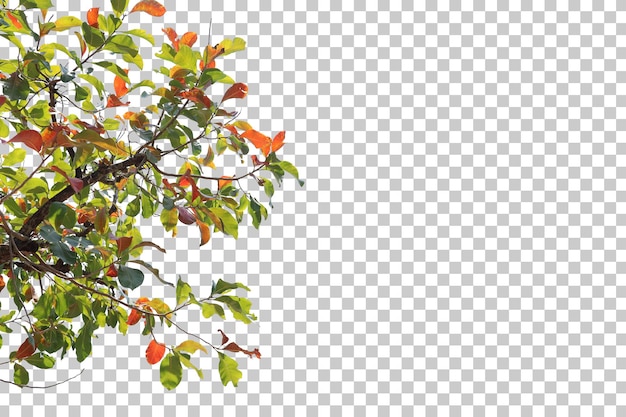 Feuilles d'arbres tropicaux et premier plan de branche isolé