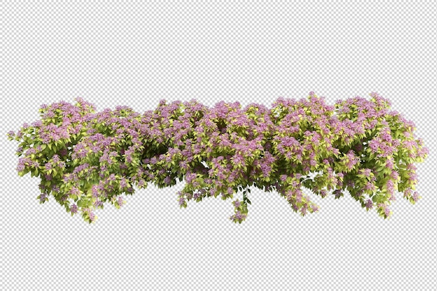 Feuilles d'arbres tropicaux et premier plan de branche isolé