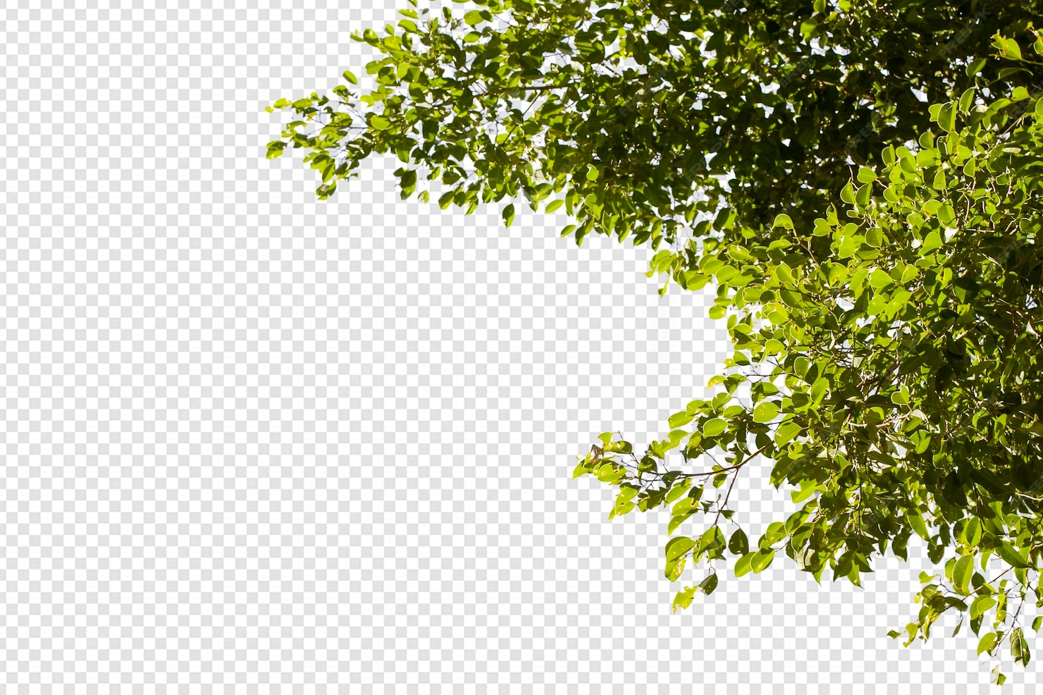 Feuilles D'arbres Tropicaux Et Premier Plan De Branche Isolé PSD Premium