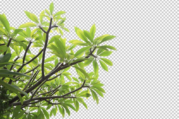 Feuilles d'arbres tropicaux et premier plan de branche