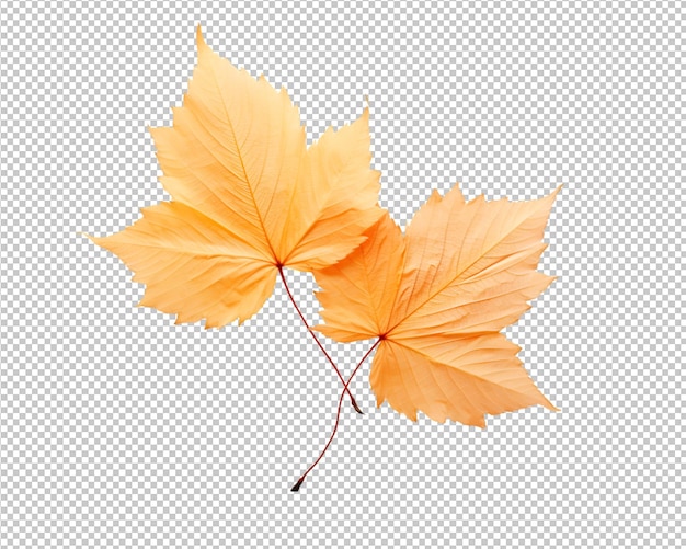 Feuilles d'automne isolées sur fond transparent