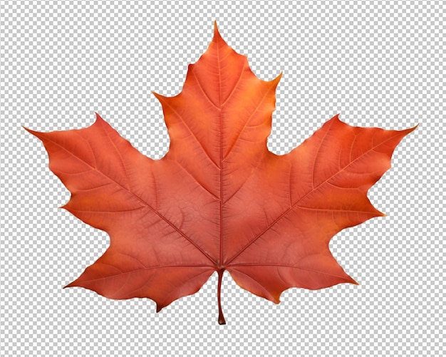 feuilles d'automne isolées sur fond transparent