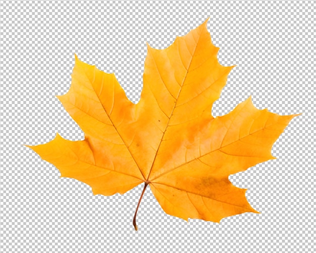 feuilles d'automne isolées sur fond transparent