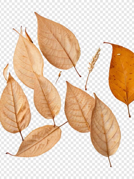 PSD les feuilles d'automne png isolées sur un fond transparent