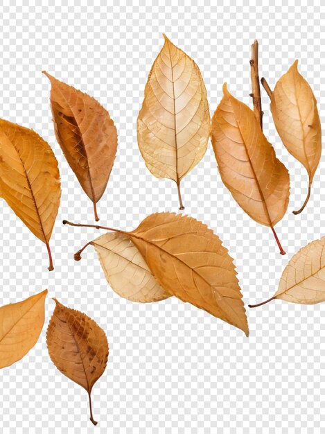 Les Feuilles D'automne Png Isolées Sur Un Fond Transparent