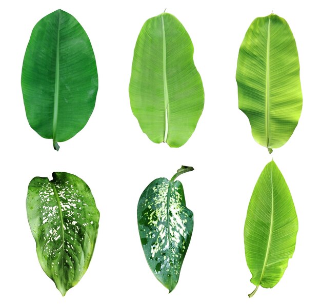 PSD feuilles de banane vertes bundle sur fond blanc feuille isolée ensemble de feuilles vertes plante écologique nature