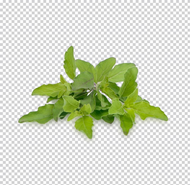 Feuilles De Basilic Frais Isolées PSD Premium