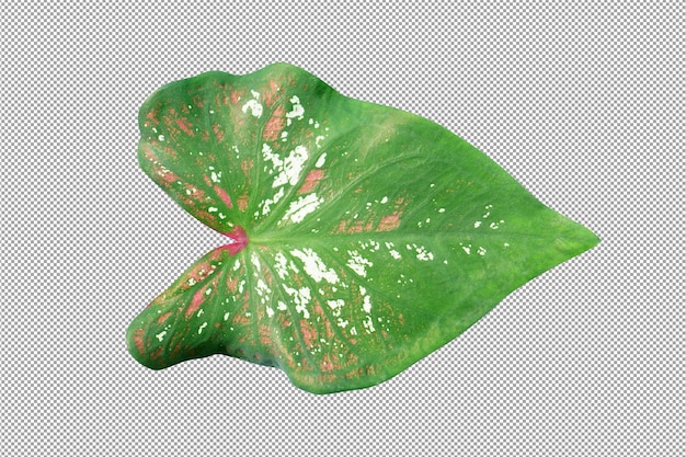 PSD feuilles de caladium bicolor sur fond blanc