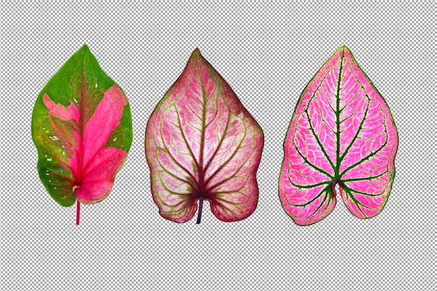 PSD feuilles de caladium bicolores