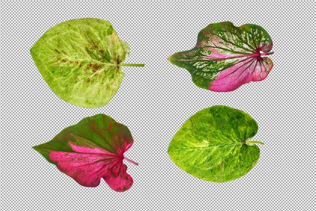 Feuilles De Caladium Bicolores