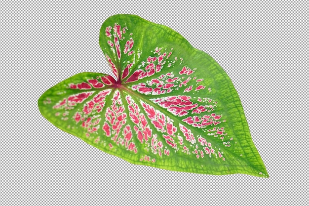 Feuilles De Caladium Bicolores