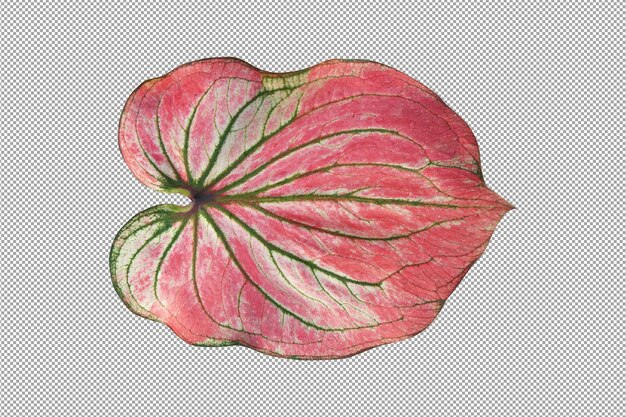 PSD feuilles de caladium bicolores