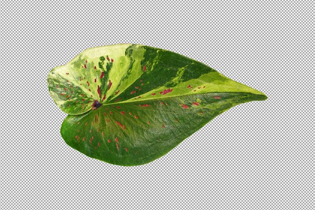 Feuilles de caladium