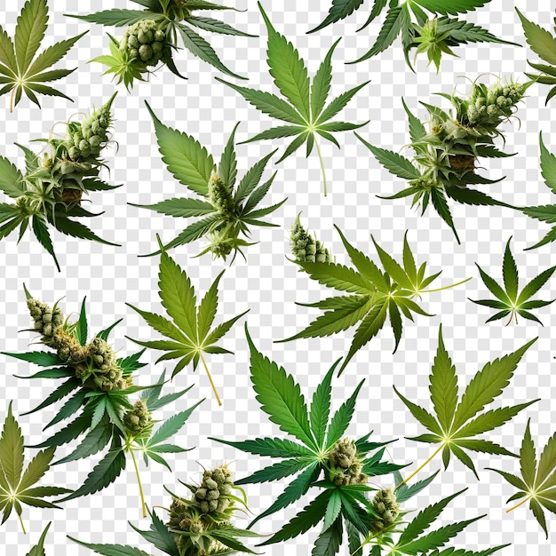 Des Feuilles De Cannabis Psd Réalistes Isolées Sur Un Fond Transparent De Qualité Supérieure