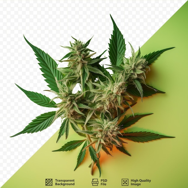 PSD les feuilles de cannabis vertes fraîches en gros plan contrastent avec les feuilles pressées sèches