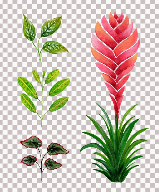 PSD feuilles des caraïbes et aquarelle de fleurs de broméliacées