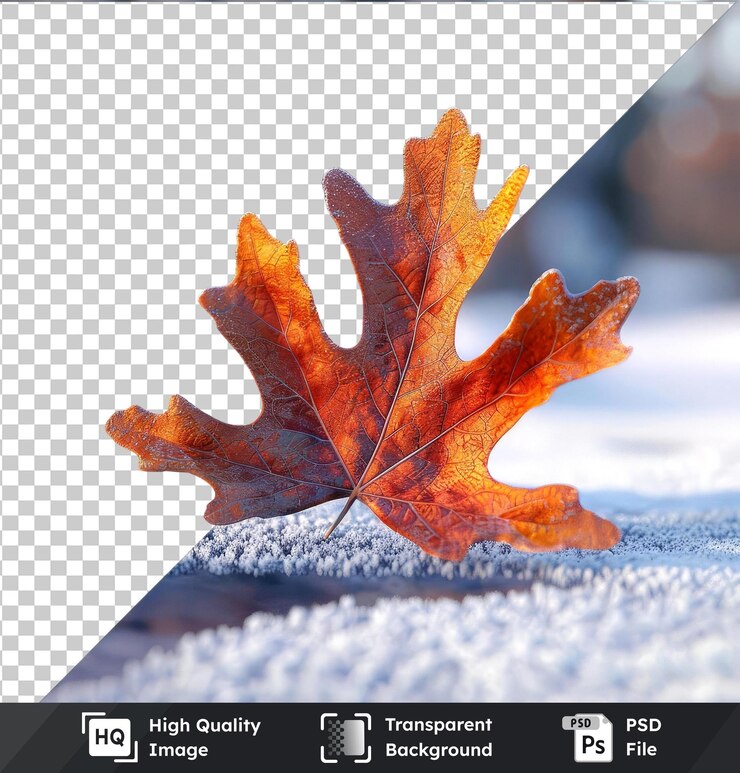 PSD feuilles de chêne transparentes dans la neige png clipart