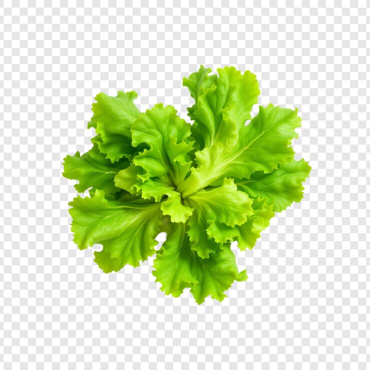 PSD les feuilles comestibles de la laitue verte et rouge sont une salade saine