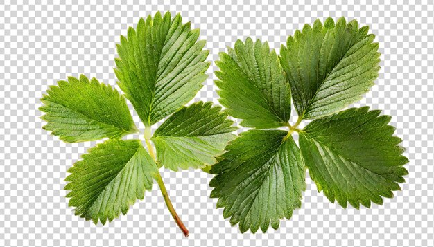 PSD les feuilles de fraise isolées sur un fond transparent fragaria vesca