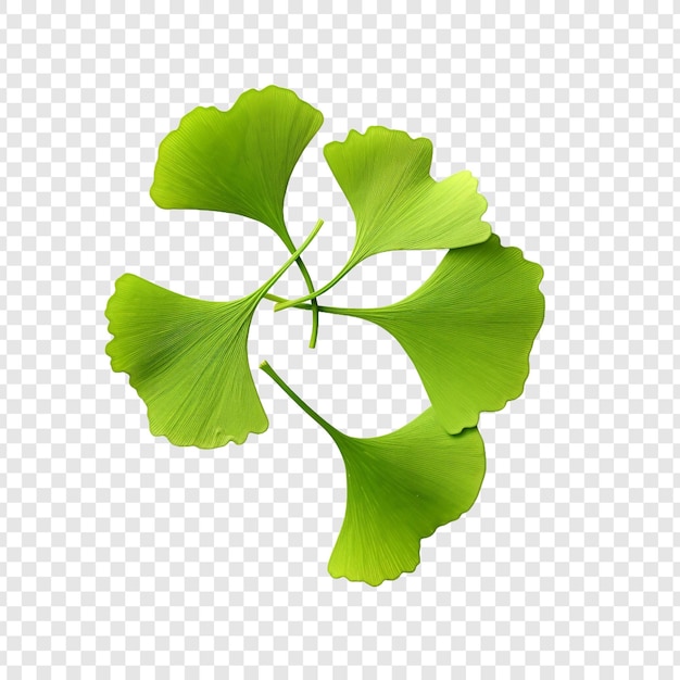 PSD les feuilles de ginkgo biloba sont vertes isolées sur un fond transparent