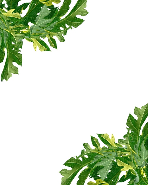 feuilles en gros plan