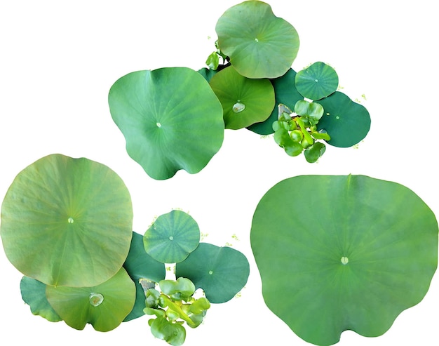 Des feuilles de lotus avec des gouttes d'eau dessus