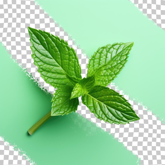 PSD feuilles de menthe sur fond transparent