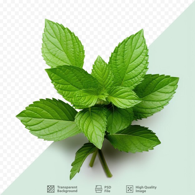 PSD feuilles de menthe fraîche isolées sur fond transparent