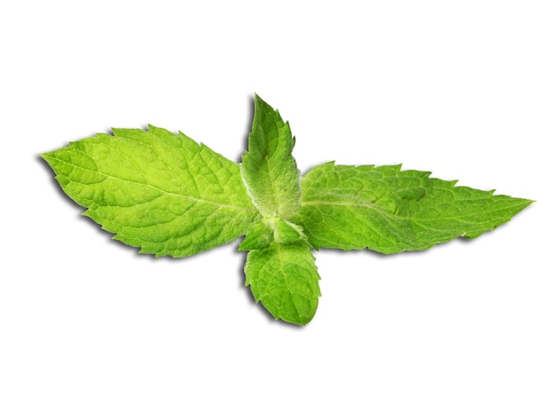 feuilles de menthe fraîche