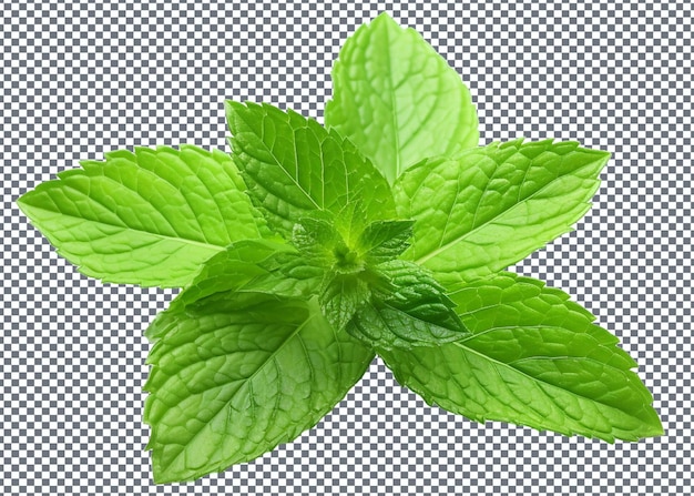 PSD feuilles de menthe fraîches isolées sur un fond transparent