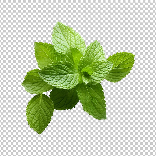 PSD feuilles de menthe verte fraîche png isolées sur un fond transparent