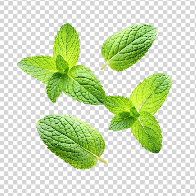 PSD feuilles de menthe volantes isolées sur un fond transparent